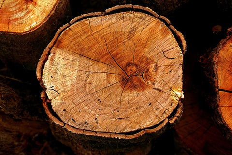 top-view-wood-stumps-cut-with-chainsaw